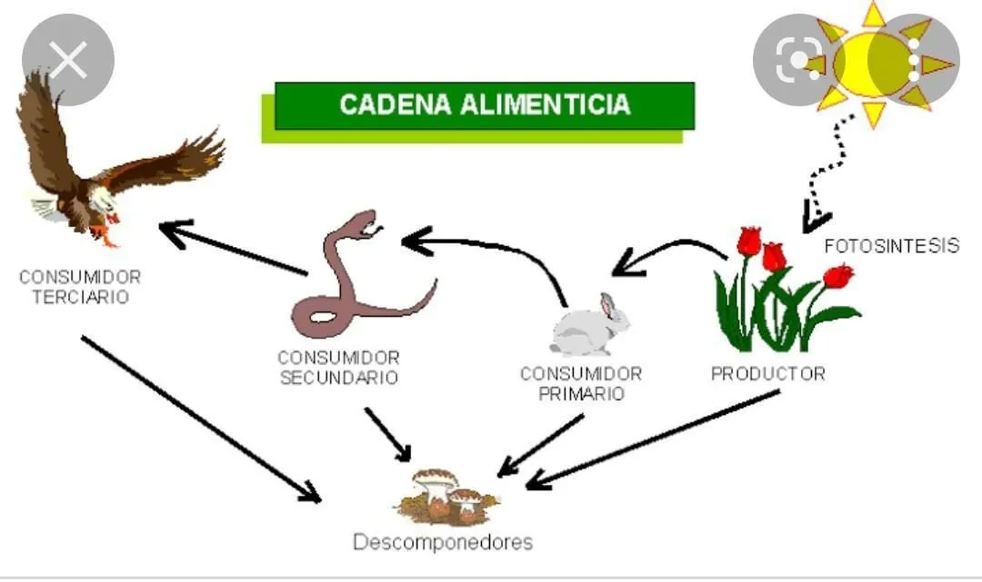 Una cadena trófica o alimentaria está compuesta por...... plis no pongan  yvvyexhurhxu asi no plis me urje - Brainly.lat