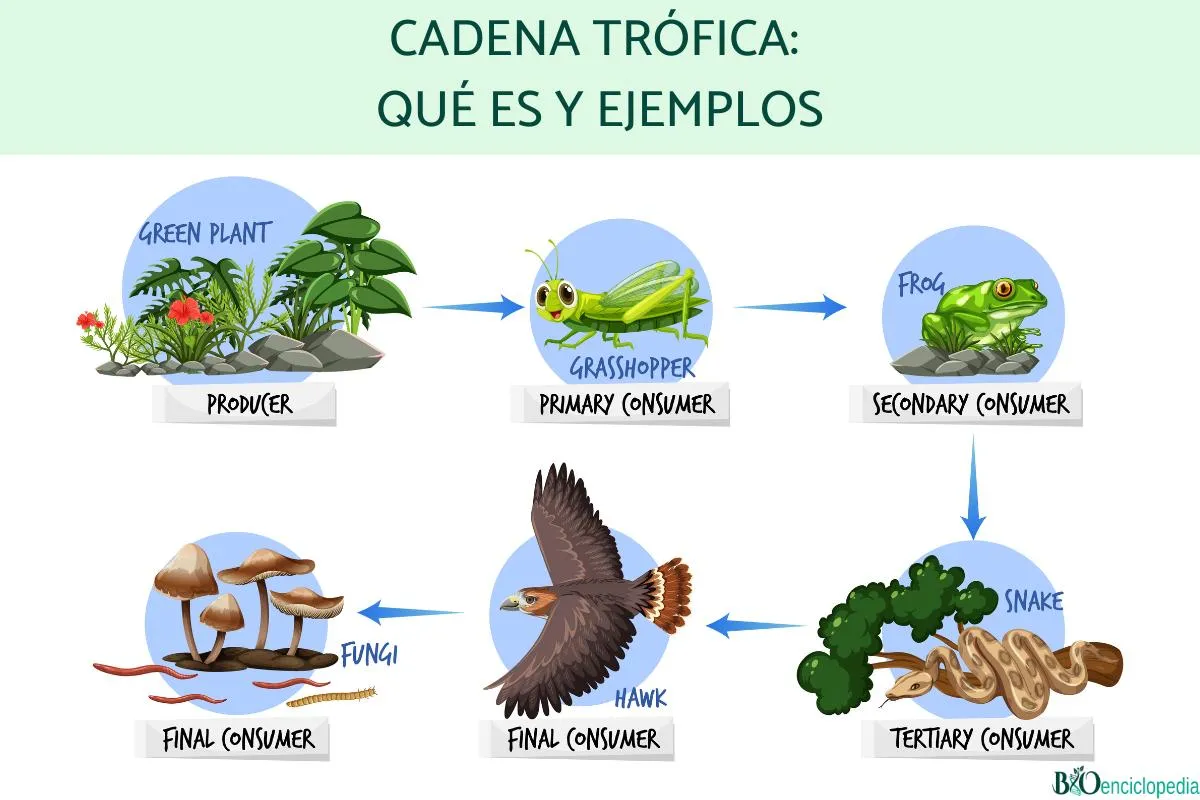 Cadena trófica: qué es y ejemplos - Resumen