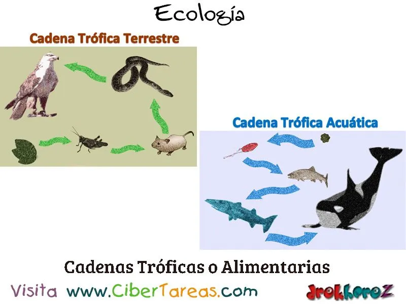 Cadenas Tróficas o Cadenas Alimentarias – Ecología – CiberTareas
