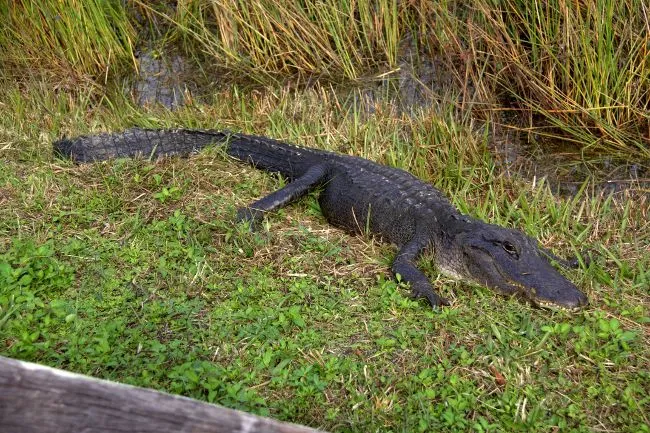 Caimanes en el parque nacional de los Everglades | overbook.in ...