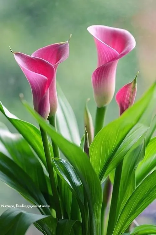 Cala lili rosa | Flores | Pinterest | Colors and Photos