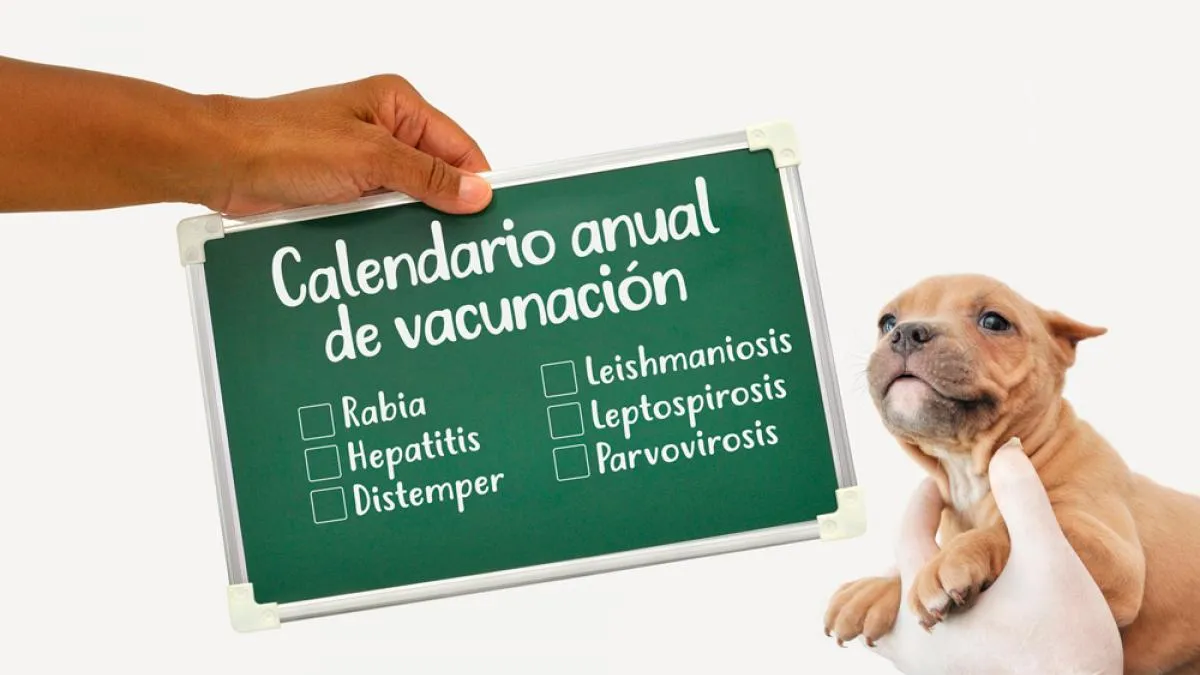 Calendario de vacunación en el cachorro y el perro adulto
