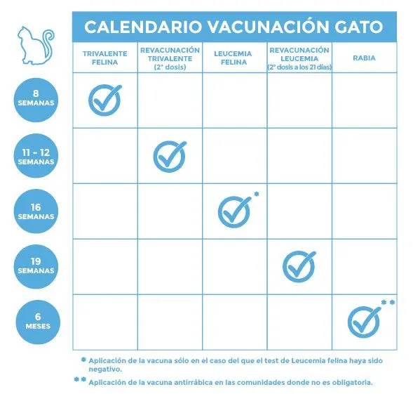 Calendario de vacunas para gatos - Blog Kivet