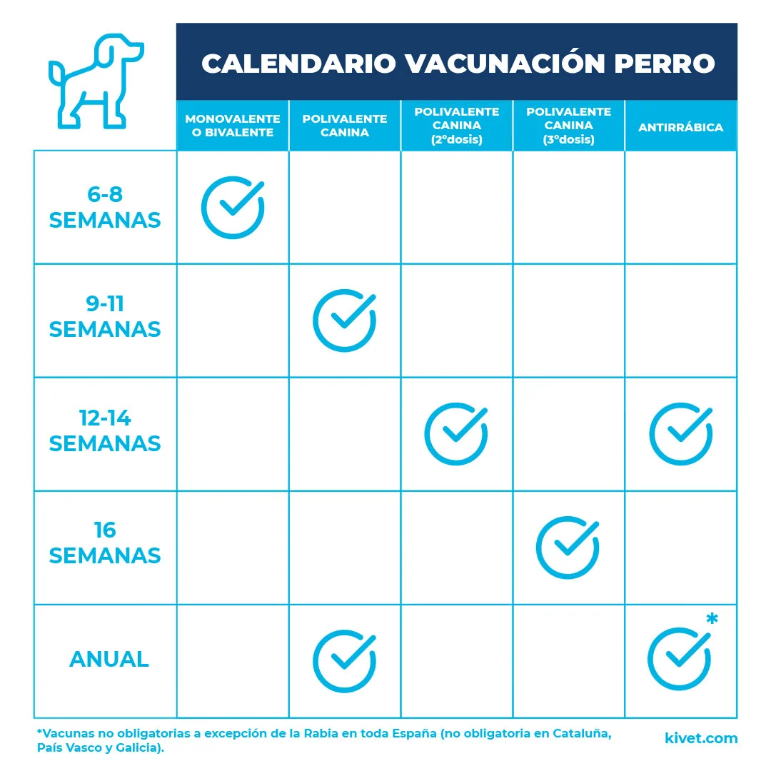 Calendario de vacunas de un perro | Consejos