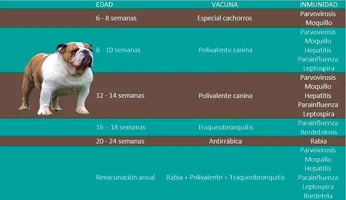 Calendario de vacunas | Vacunas para perros