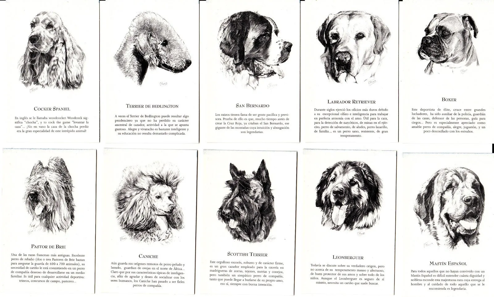 ... calendarios: CALENDARIOS DE RETRATOS DE RAZAS DE PERROS A CARBONCILLA ... calendarios: CALENDARIOS DE RETRATOS DE RAZAS DE PERROS A CARBONCILLA