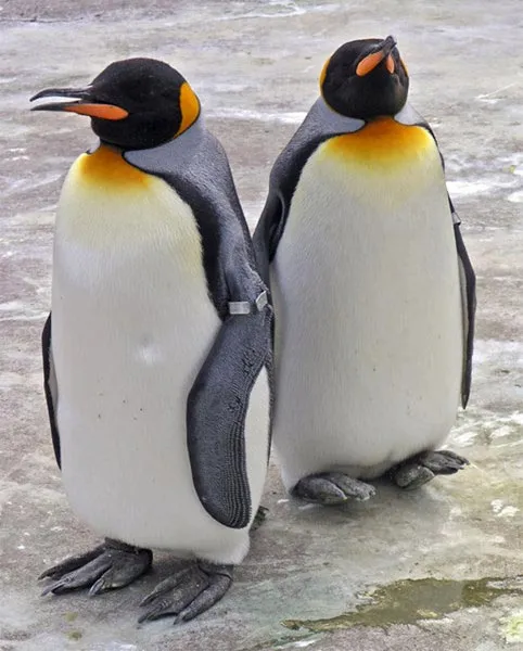El calentamiento global amenaza a los pingüinos rey de la ...