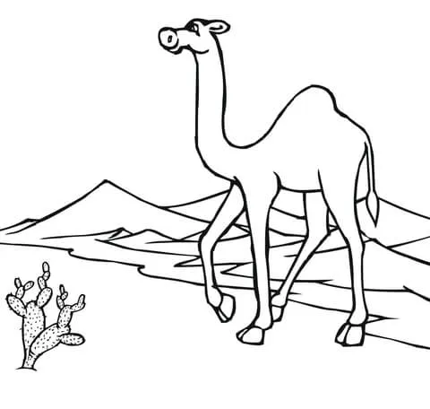 Dibujo de Camello atravesando el desierto para colorear | Dibujos ...
