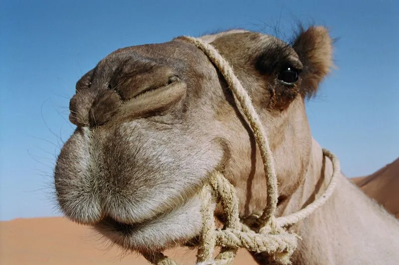 Por qué un camello no vive en el Polo Norte? - Boletin drosophila ...