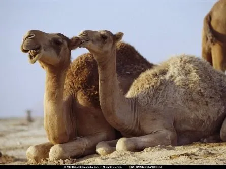 Camello | Wikifaunia, tu enciclopedia de animales