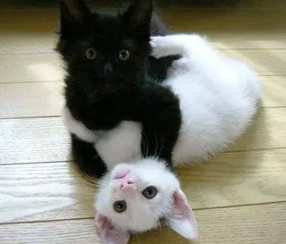 CAMINANTE NO HAY CAMINO, SE HACE CAMINO AL ANDAR: TU GATO NEGRO CAMINANTE NO HAY CAMINO, SE HACE CAMINO AL ANDAR: TU GATO NEGRO