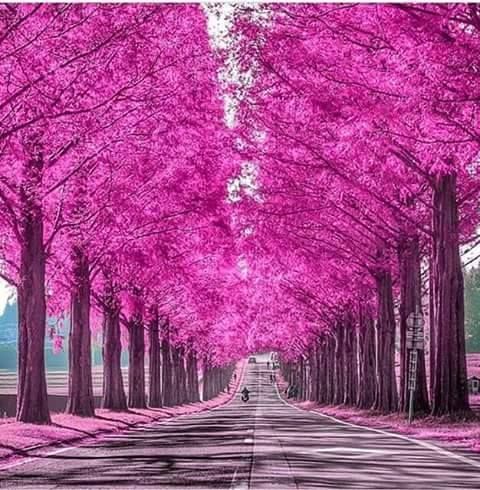 Camino de árboles rosados | Fotos especiales | Pinterest