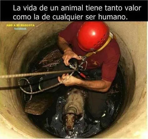 En el camino está la luz: Sin doble cara...un niño, un animal ... En el camino está la luz: Sin doble cara...un niño, un animal ...
