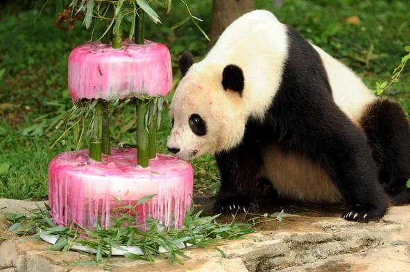 Camino Otoñal: Cumpleaños del Panda