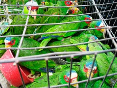 CAMPECHE Y SU MERCADO ILEGAL DE PERICOS | Campeche.com.mx CAMPECHE Y SU MERCADO ILEGAL DE PERICOS | Campeche.com.mx