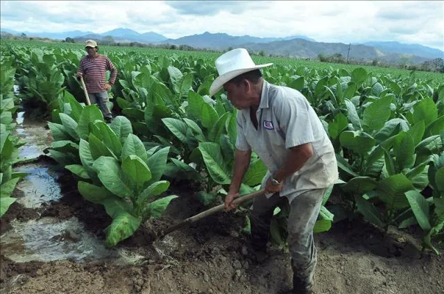 Un campesino trabaja en una plantación de tabaco en Danli ...
