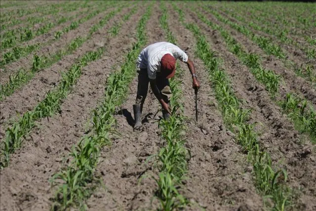 Un campesino trabajando en un cultivo de maíz en el poblado de El ...