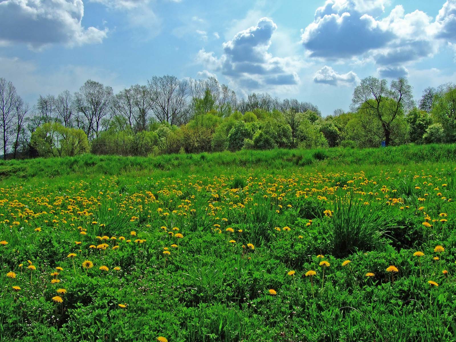 Campo com Flores - Paisagens - PAPEL DE PAREDE - Wallpaper Free ... Campo com Flores - Paisagens - PAPEL DE PAREDE - Wallpaper Free ...