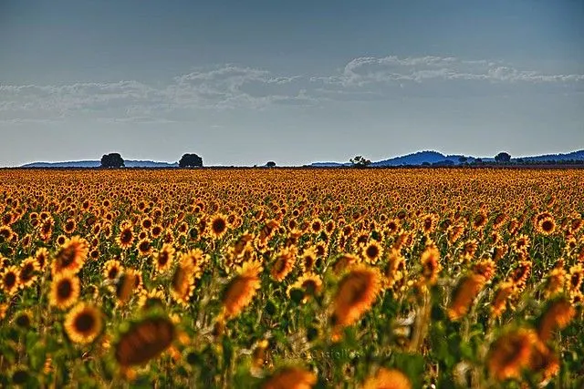 Campo de girasoles | Flickr - Photo Sharing! Campo de girasoles | Flickr - Photo Sharing!