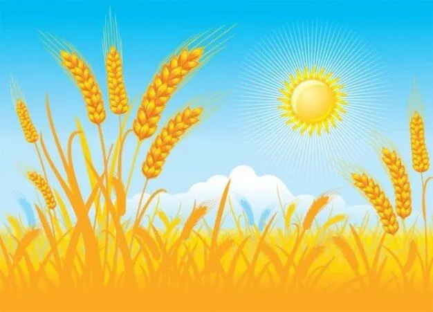 Campo de trigo vector día soleado | Descargar Vectores gratis
