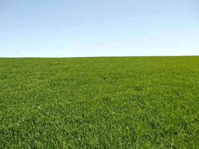 Campo de trigo verde / Fondo de Pantalla - Field of wheat or ...
