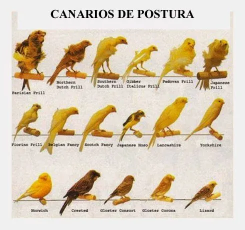 Canarios: Canarios de postura