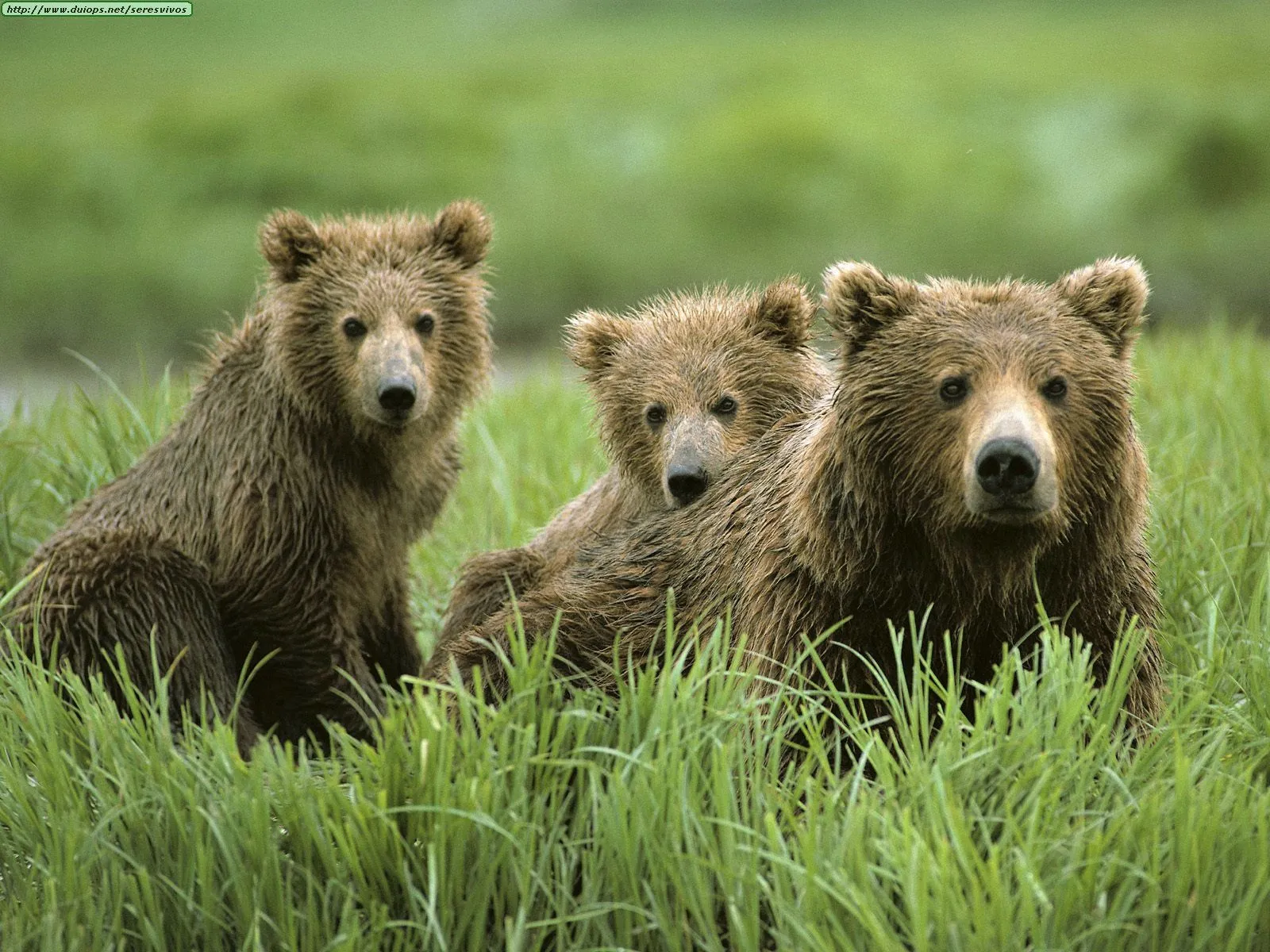 CANGAS DEL NARCEA: Contabilizados 200 osos en la Cordillera ...