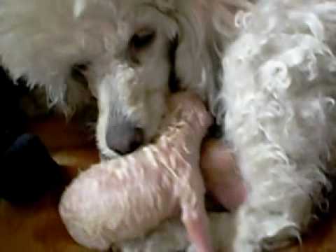 Mi caniche LuLu limpia a su 2º bebe recien nacido - YouTube