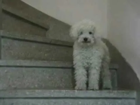 Caniche Toy in action - YouTube