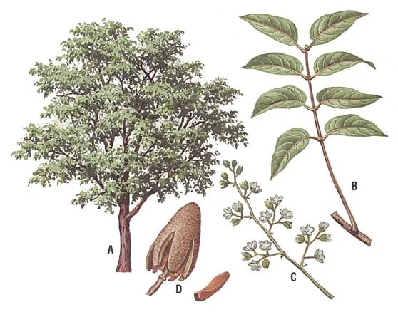 Caoba (Swietenia macrophylla) | Guardabosques Voluntarios de la ... Caoba (Swietenia macrophylla) | Guardabosques Voluntarios de la ...
