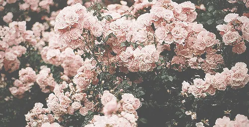header flowers | Tumblr