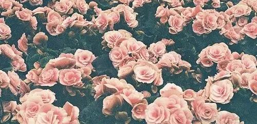 capas-flores | Tumblr