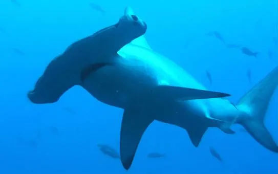 Capturan un tiburón de 100 kilos cuando practicaban pesca ...