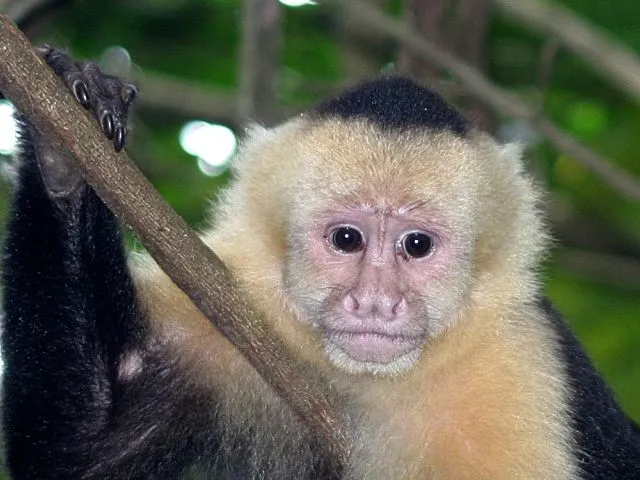 Capuchino de cara blanca (imagen) | Animalandia.
