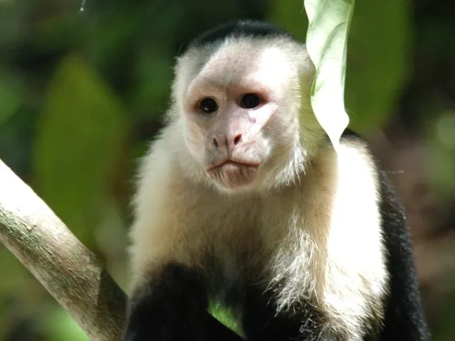 Capuchino de cara blanca (imágenes) | Animalandia.