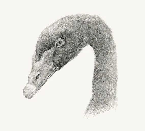 Cara del cisne negro lápiz de dibujo a imprimir 5 x por minyoplanet