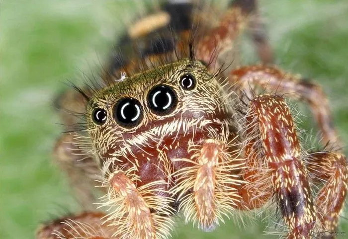 Cara de los insectos aumentada con el microscopio - Taringa! Cara de los insectos aumentada con el microscopio - Taringa!