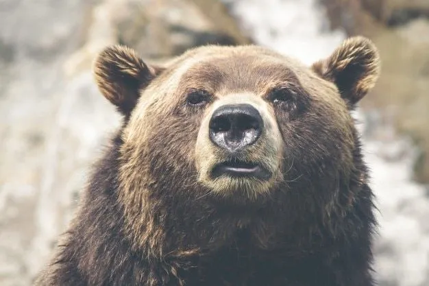 La cara del oso pardo | Descargar Fotos gratis