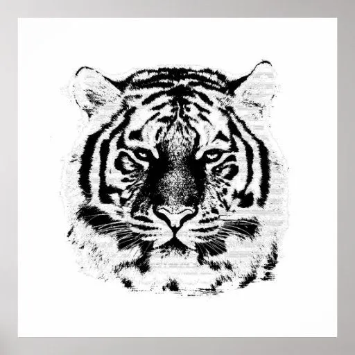 Cara blanco y negro del tigre póster | Zazzle