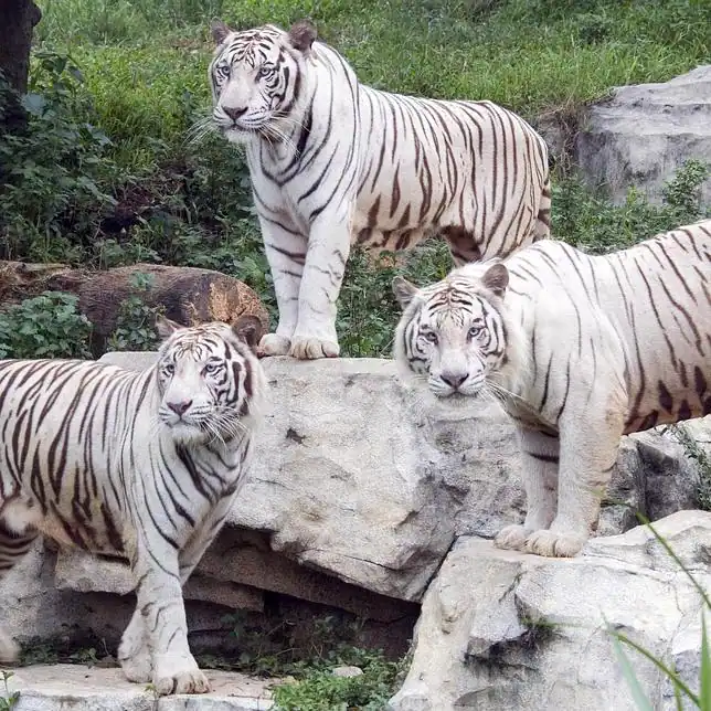 Resuelto el misterio del tigre blanco - ABC.es