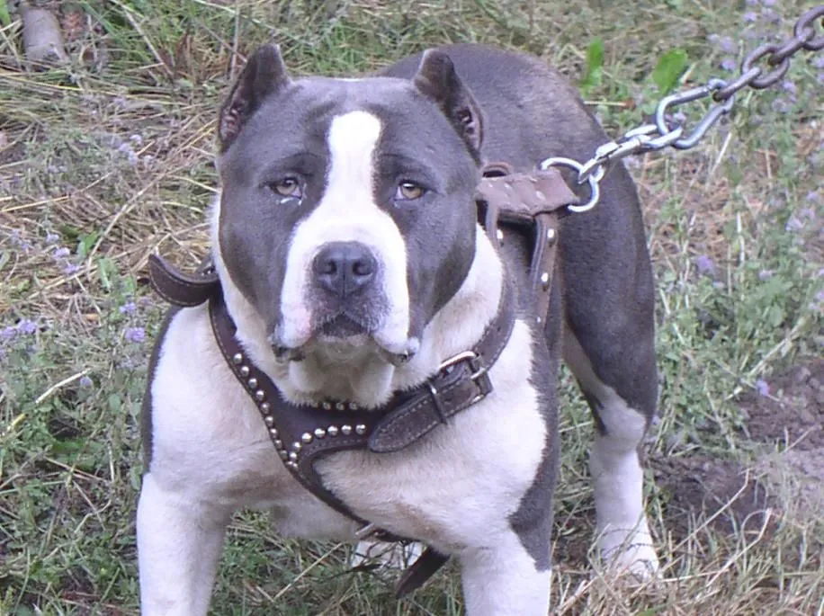 caracter sticas de la raza american pitbull terrier Car Memes caracter sticas de la raza american pitbull terrier Car Memes