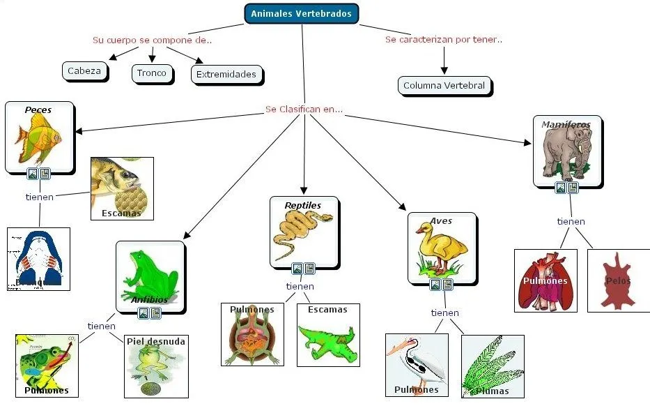 Características de los animales vertebrados e invertebrados (mapas ...