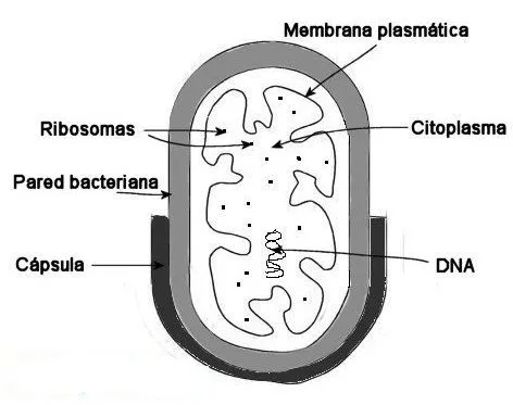 Características de las células procariotas | La guía de Biología