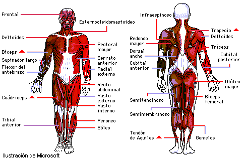 Características generales de los músculos - Monografias.com
