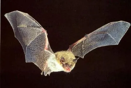 Características de los murciélagos » MURCIELAGOPEDIA
