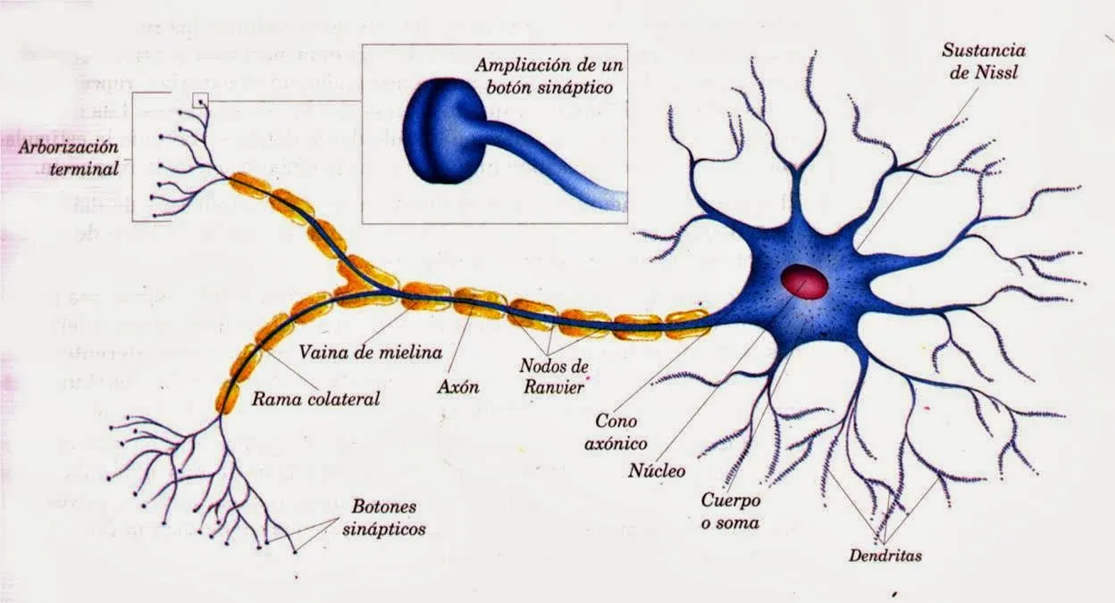 Características tejido nervioso | Temas de estudio para la ... Características tejido nervioso | Temas de estudio para la ...