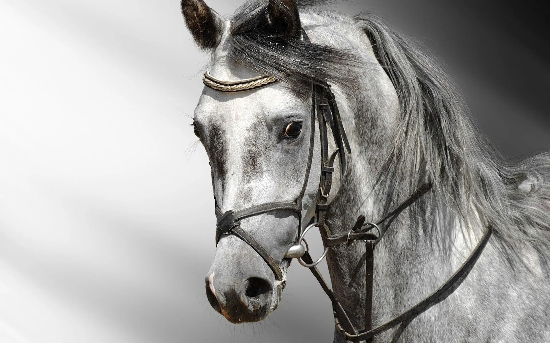Caras de Caballo Wallpaper - Wallpapers - Wallpapers Caras de Caballo Wallpaper - Wallpapers - Wallpapers
