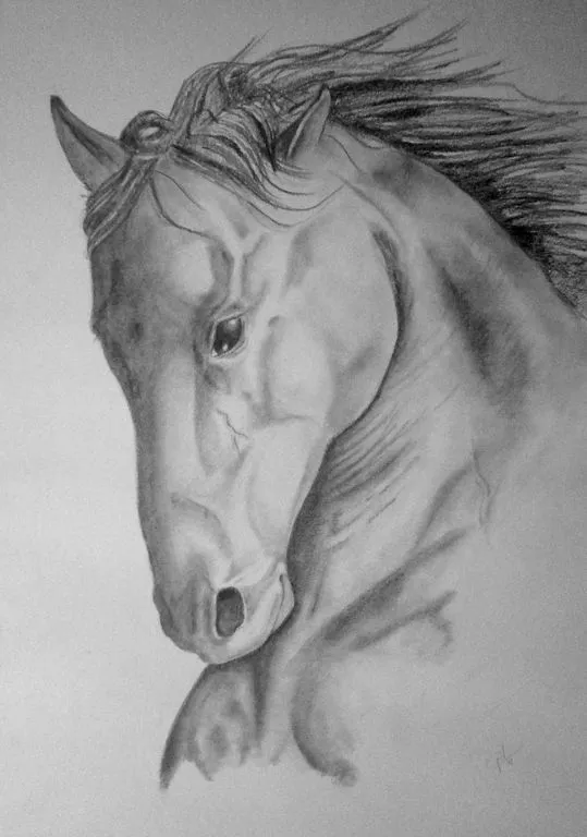 Caras de caballos dibujados a lapiz - Imagui