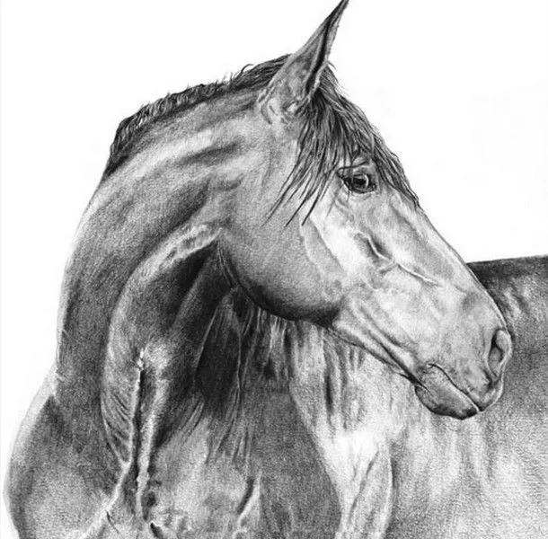 Caras de caballos dibujos a lapiz - Imagui