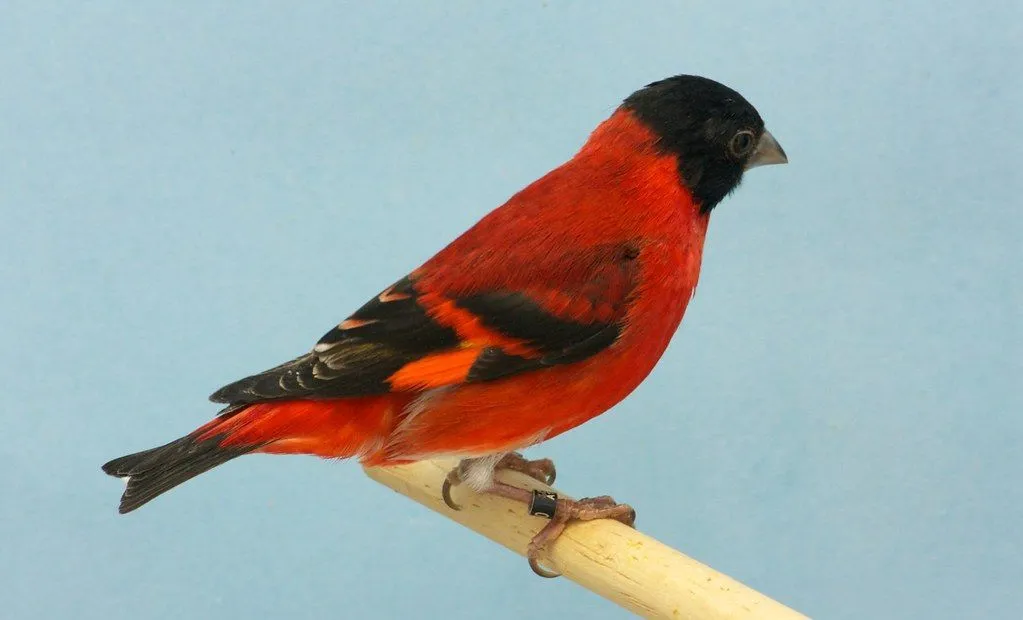 Cardenalito Venezuela, macho clásico | Aves exóticas, Aves argentinas,  Canarios